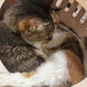 ヒメ日記 2024/12/13 23:47 投稿 星野 さくら 30代40代50代と遊ぶなら博多人妻専科24時