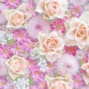 ヒメ日記 2025/01/26 20:30 投稿 小澤ゆな 月の真珠-新宿-