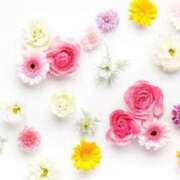 ヒメ日記 2025/02/12 22:18 投稿 小澤ゆな 月の真珠-新宿-