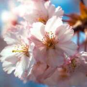 ヒメ日記 2025/03/01 15:18 投稿 小澤ゆな 月の真珠-新宿-