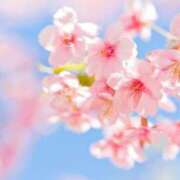 ヒメ日記 2025/04/11 12:25 投稿 小澤ゆな 月の真珠-新宿-