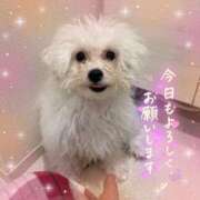 ヒメ日記 2025/04/23 19:18 投稿 小澤ゆな 月の真珠-新宿-