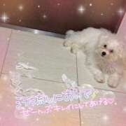 ヒメ日記 2025/04/25 23:38 投稿 小澤ゆな 月の真珠-新宿-