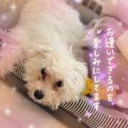 ヒメ日記 2025/05/08 16:38 投稿 小澤ゆな 月の真珠-新宿-