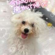 ヒメ日記 2025/05/16 16:48 投稿 小澤ゆな 月の真珠-新宿-