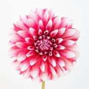 ヒメ日記 2025/05/19 21:28 投稿 小澤ゆな 月の真珠-新宿-