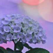 ヒメ日記 2025/05/21 16:35 投稿 小澤ゆな 月の真珠-新宿-