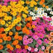 ヒメ日記 2025/05/23 19:48 投稿 小澤ゆな 月の真珠-新宿-