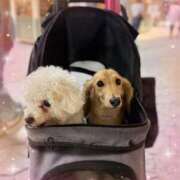 ヒメ日記 2025/06/28 14:41 投稿 小澤ゆな 月の真珠-新宿-