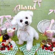 ヒメ日記 2025/07/25 11:38 投稿 小澤ゆな 月の真珠-新宿-