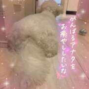 ヒメ日記 2025/08/24 22:28 投稿 小澤ゆな 月の真珠-新宿-