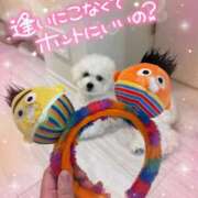 ヒメ日記 2025/09/12 11:54 投稿 小澤ゆな 月の真珠-新宿-