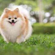 ヒメ日記 2025/09/13 13:04 投稿 小澤ゆな 月の真珠-新宿-