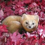 ヒメ日記 2025/09/15 15:08 投稿 小澤ゆな 月の真珠-新宿-