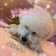 ヒメ日記 2025/12/17 15:38 投稿 小澤ゆな 月の真珠-新宿-