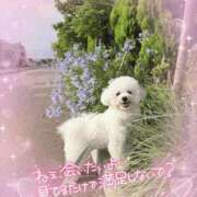 ヒメ日記 2026/06/20 06:48 投稿 小澤ゆな 月の真珠-新宿-