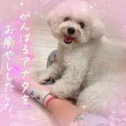 ヒメ日記 2026/09/11 06:48 投稿 小澤ゆな 月の真珠-新宿-