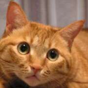 ヒメ日記 2024/12/27 14:17 投稿 あみ 岐阜岐南各務原ちゃんこ