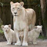 ヒメ日記 2025/01/15 07:37 投稿 あみ 岐阜岐南各務原ちゃんこ