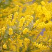 ヒメ日記 2025/03/20 07:36 投稿 あん 即アポマダム～名古屋店～