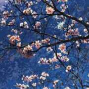 ヒメ日記 2025/03/22 17:08 投稿 つくし 石亭