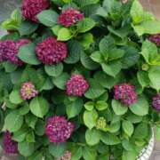 ヒメ日記 2025/05/28 17:38 投稿 つくし 石亭