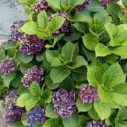 ヒメ日記 2025/06/21 18:36 投稿 つくし 石亭