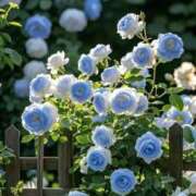 ヒメ日記 2025/08/05 17:18 投稿 つくし 石亭