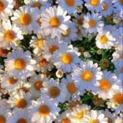 ヒメ日記 2025/08/06 17:13 投稿 つくし 石亭