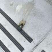 ヒメ日記 2025/08/26 17:07 投稿 つくし 石亭