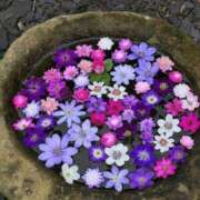 ヒメ日記 2025/10/17 10:50 投稿 つくし 石亭