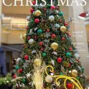 ヒメ日記 2025/12/23 19:47 投稿 こうめ トマトなび