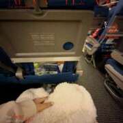 ヒメ日記 2026/01/01 23:04 投稿 こうめ トマトなび