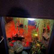 ヒメ日記 2026/04/18 03:01 投稿 ツボミ マテリアル