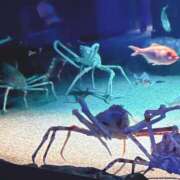 すい ｹｲｶｸﾄﾞｵﾘ…!( `ᐛ )✧︎ 甘熟クラブ