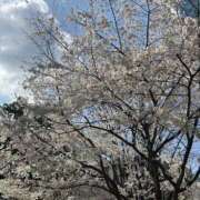 ふうり しゅっきん！ ハニープラザ（ユメオト）