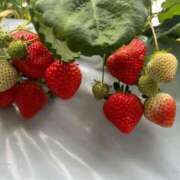 ヒメ日記 2026/01/14 11:30 投稿 関屋 奏恵 人妻セレブ宮殿