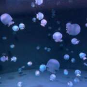 ヒメ日記 2026/08/12 19:52 投稿 沙代(さよ)M性感/SM フェチM性感　極嬢　ageHa