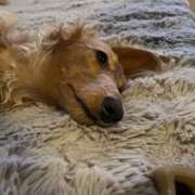 ヒメ日記 2025/02/11 00:21 投稿 みつり モアグループ神栖人妻花壇