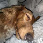 ヒメ日記 2025/02/12 07:38 投稿 みつり モアグループ神栖人妻花壇