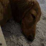 ヒメ日記 2025/03/23 21:36 投稿 みつり モアグループ神栖人妻花壇