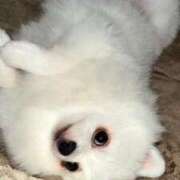 ヒメ日記 2025/04/03 08:12 投稿 みつり モアグループ神栖人妻花壇