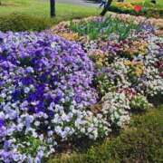 ヒメ日記 2025/06/11 06:42 投稿 朝桐 渚 タッチVIP