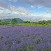 ヒメ日記 2025/07/20 06:27 投稿 朝桐 渚 タッチVIP