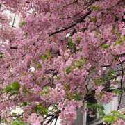 ヒメ日記 2025/03/22 09:12 投稿 ミンチー 鶯谷デッドボール