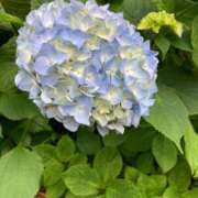 ヒメ日記 2025/05/30 14:14 投稿 ミンチー 鶯谷デッドボール