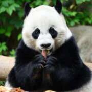 ミンチー 出勤します 鶯谷デッドボール