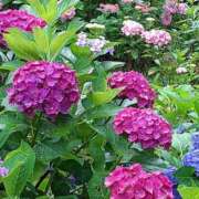 ヒメ日記 2025/07/08 12:01 投稿 はお 京都デリヘル倶楽部FIRST