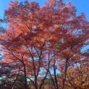 ヒメ日記 2024/12/18 05:16 投稿 田村美紀 五十路マダム 岐阜店