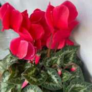 ヒメ日記 2024/12/18 20:18 投稿 田村美紀 五十路マダム 岐阜店